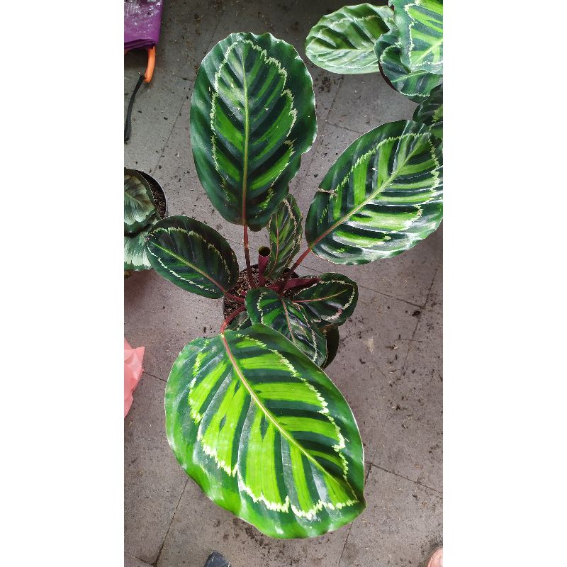 Tanaman Hias Calathea Linden import