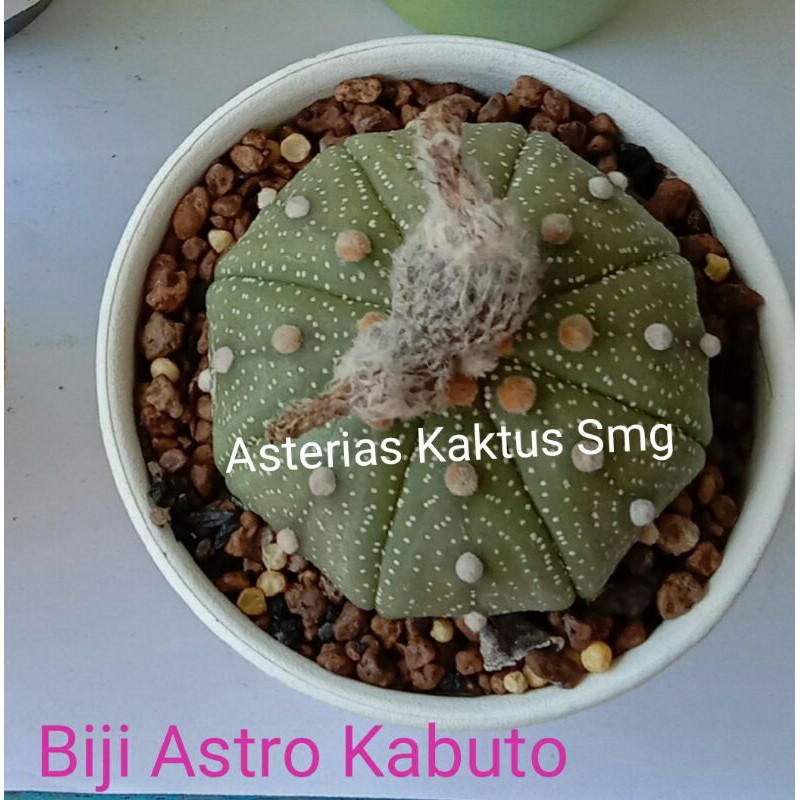 Biji Kaktus Astro Astrophytum Asterias Kabuto