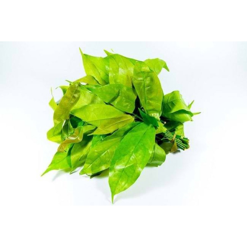 

DAUN MELINJO