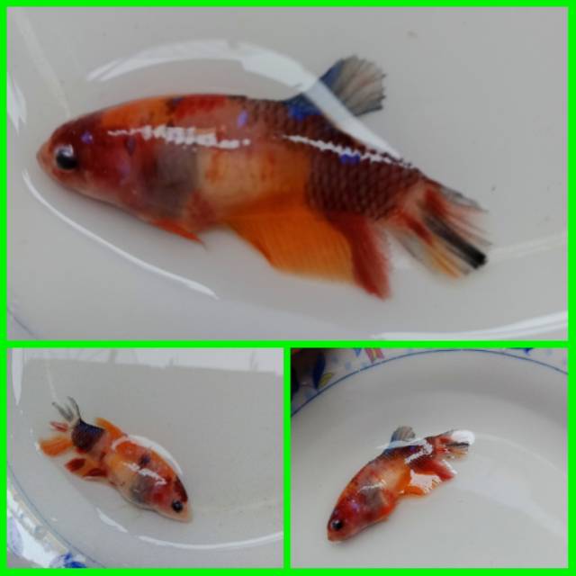 Cupang betina nemo #23