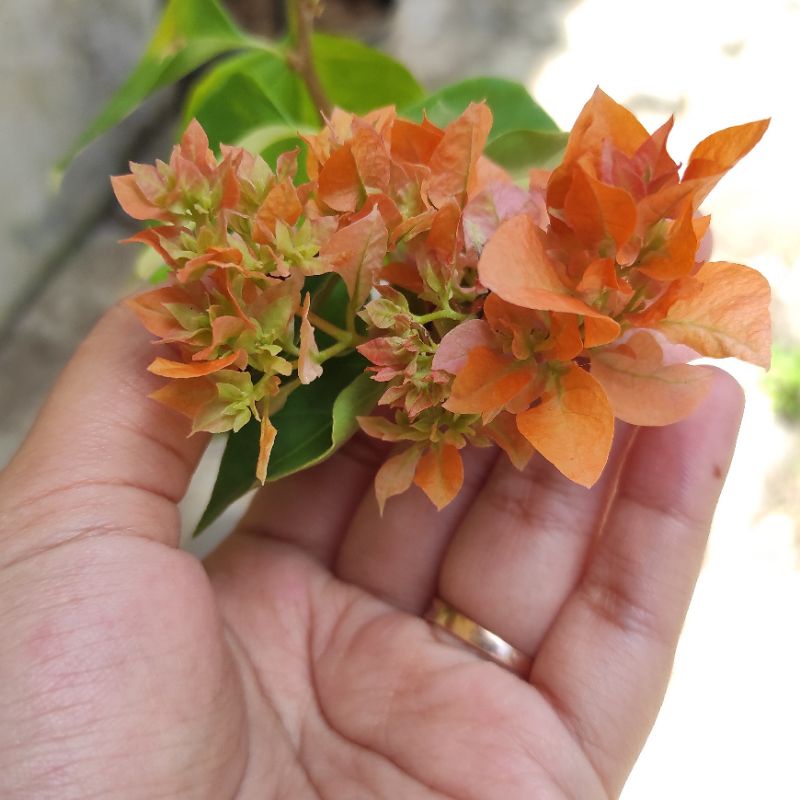 Bougenville Hawai Orange / Tanaman Hias Murah / bugenvil murah / Thailand Gold