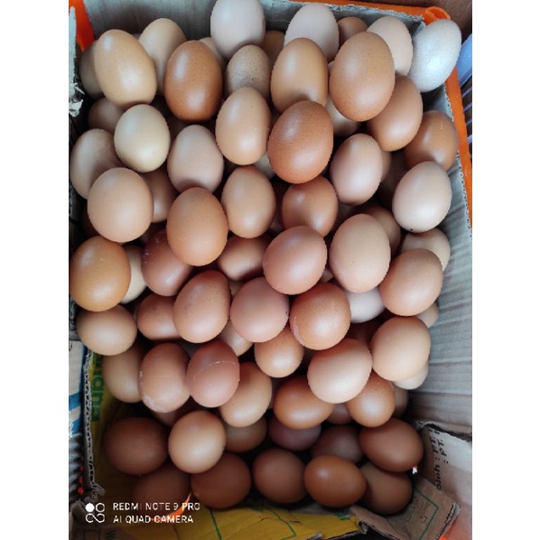

telur negri