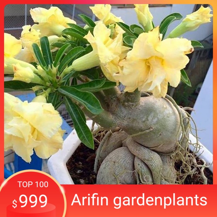 bibit tanaman adenium bunga kuning bonggol besar kamboja jepang bonsai
