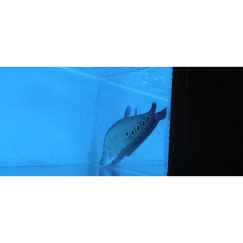 belida bangkok 30cm up