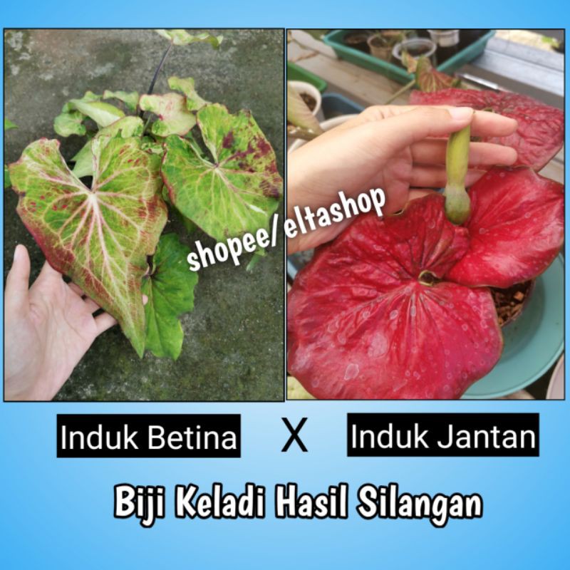 Biji keladi hibrid hasil silangan - Benih Caladium Hybrid
