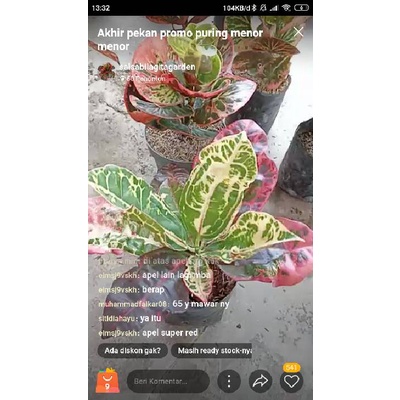 live tgl 06 ags deal kak @sitidiahayu ayu ting ting dan kura merah