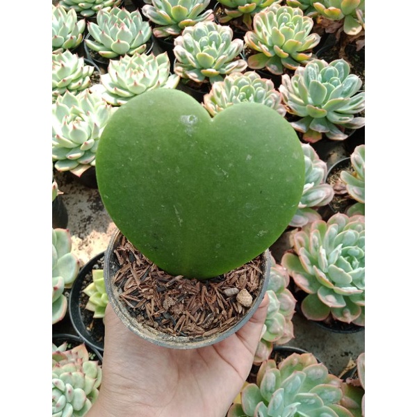 Sukulen - Hoya kerii - Hoya Love
