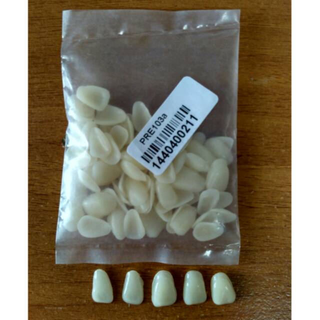 Gigi vener / gigi kelinci