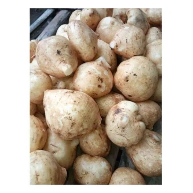 

BENGKOANG segar surga kebutuhanku Bengkuang (Jícama) asinan Pachyrrhizus erosus umbi putih surga kebutuhanku