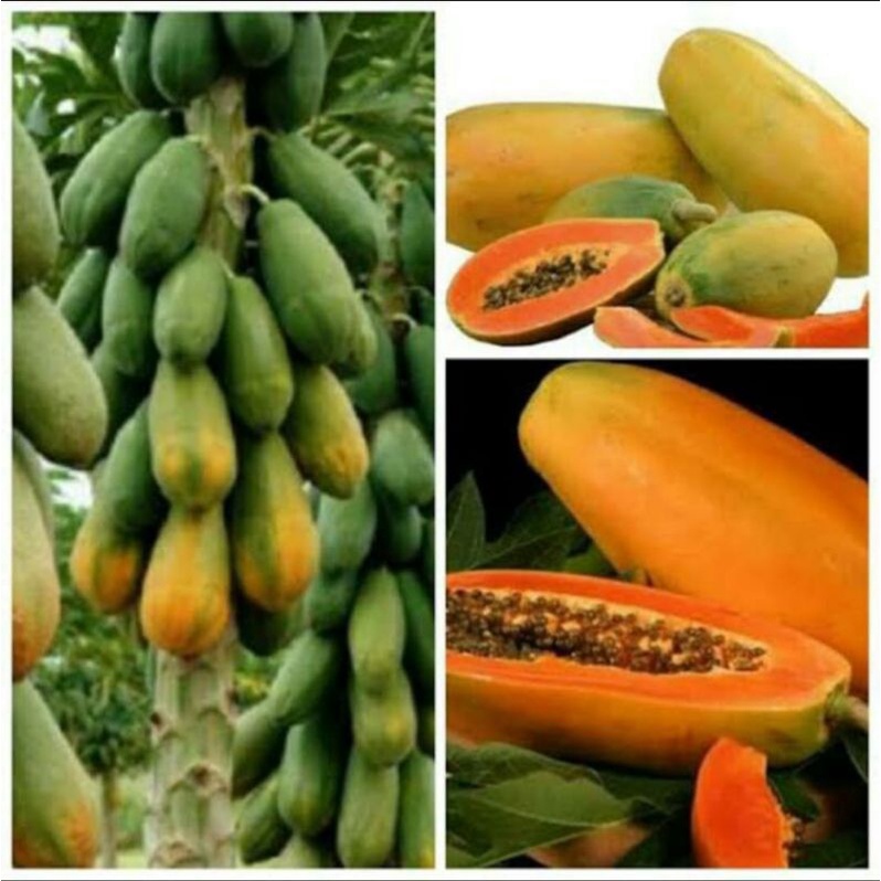 benih pepaya kalifornia