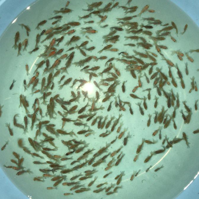 MURAH MAKANAN ARWANA PREDATOR KURA2 (IKAN KOKI AFKIR)