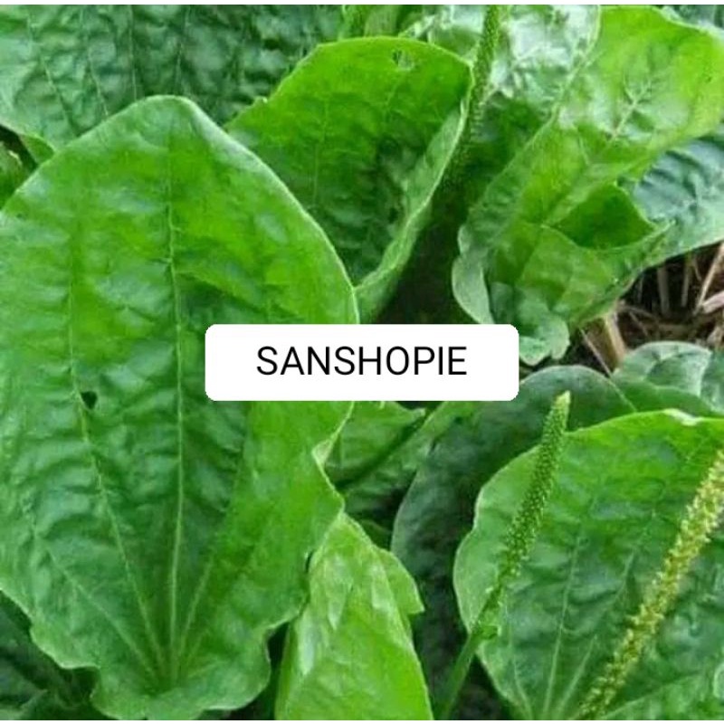 

Daun Sendok Atau Kji Urat Kiurat 1 Kg