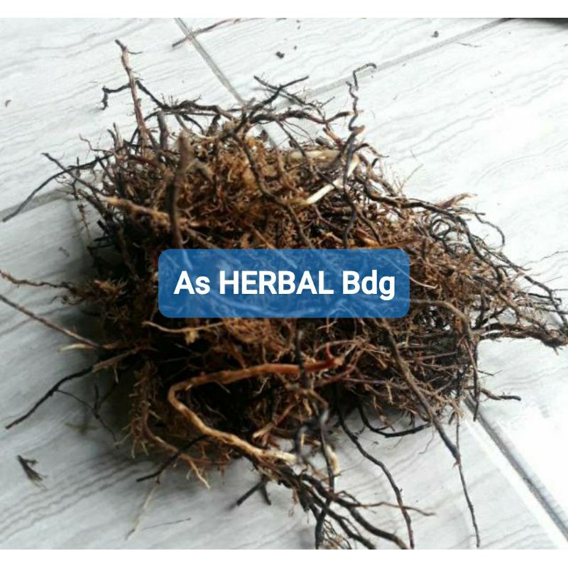 

Akar tebu merah segar fresh / akar tebu asli-az