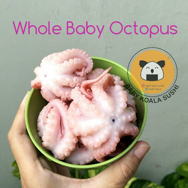 BABY OCTOPUS  Tako Flower 250 g | Bayi Gurita Mini Utuh | Boiled &amp; Fresh Frozen