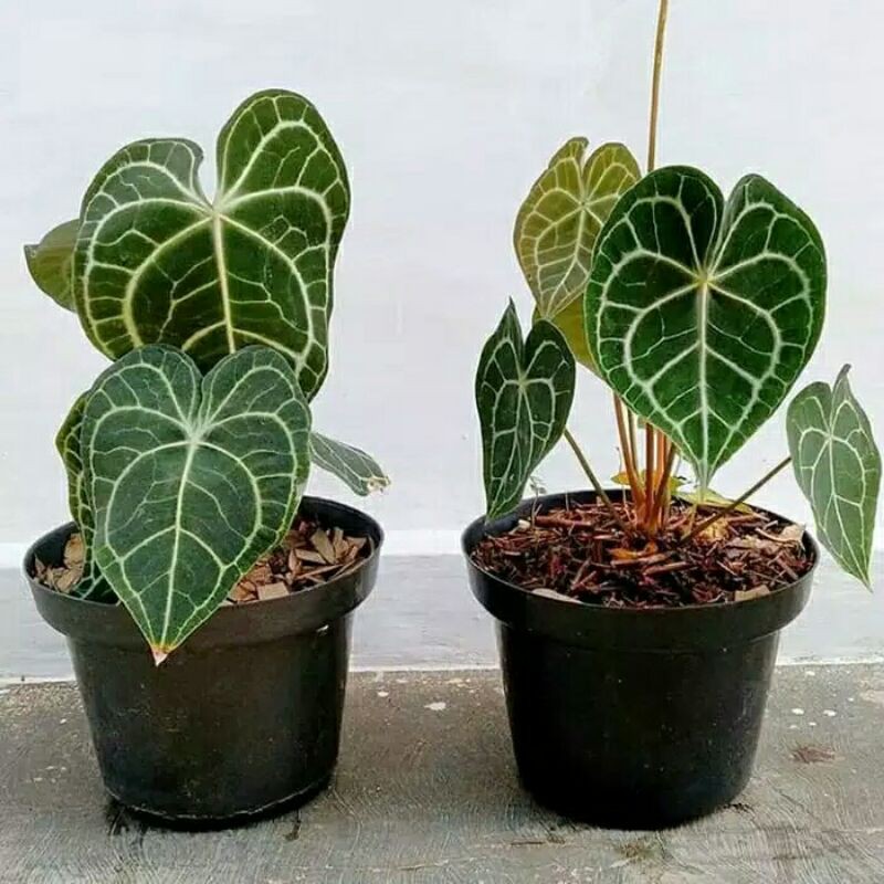 promo tanaman bibit kuping gajah tarantula murah