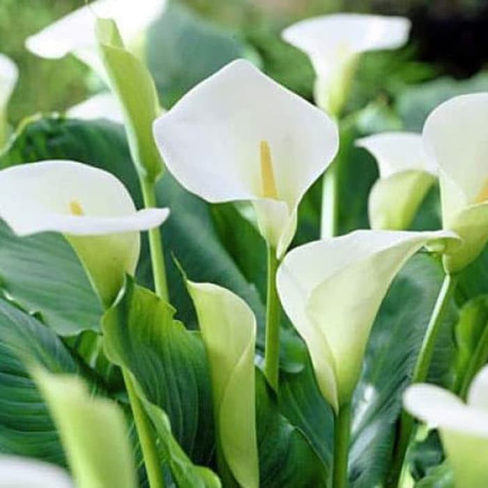 Tanaman hias cala lily air bunga putih calla lily-zantedeschia aethopica - BAKUL KEMBANG