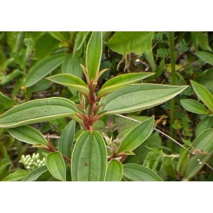 

Senggani (Melastoma candidum) Daun Senduduk atau Sikaduduk 100 gram
