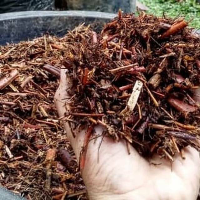 Media tanam andam 500gram / media tanam paku andam / media tanam anggrek / media tanam monstera