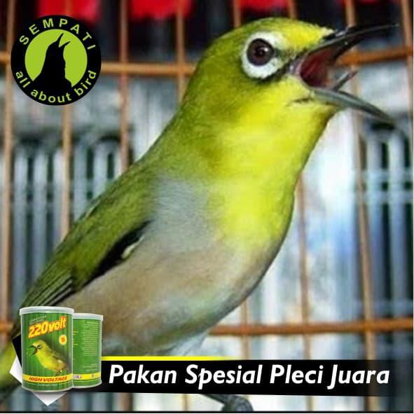 220 Volt Pakan Burung Pleci Oriental White Eye