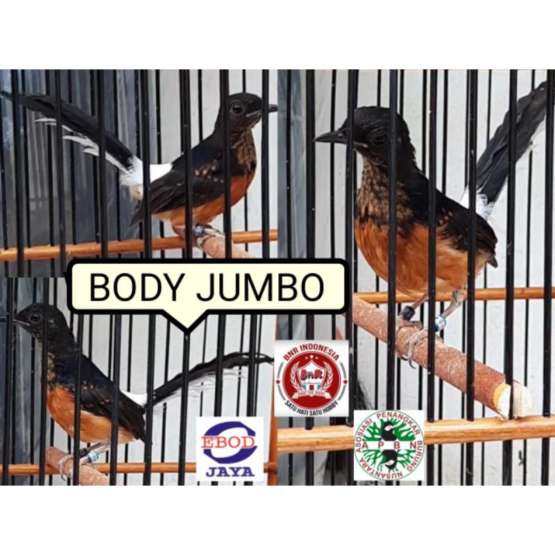 trotol murai bahorok body SUPER double RING APBN RING BNR