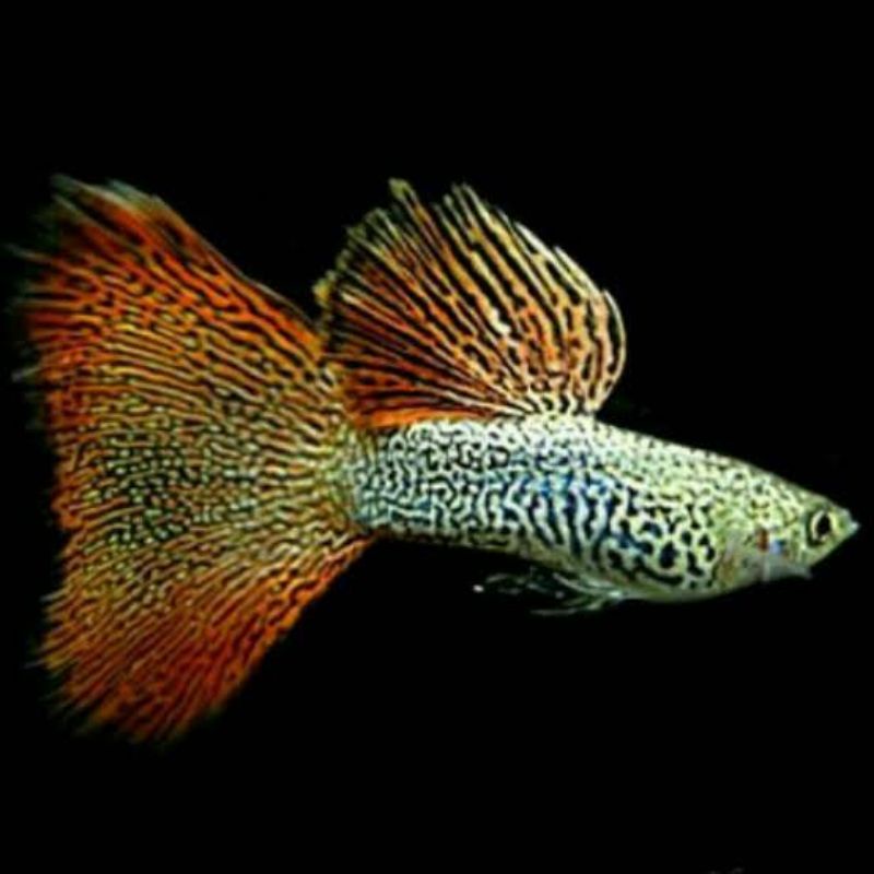 Ikan Guppy Red lace