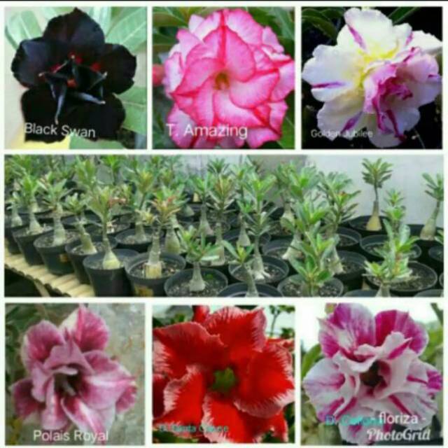 kamboja Adenium-bibit kamboja jepang -bibit adenium