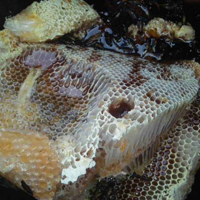 

Madu Asli Jambi madu mentah