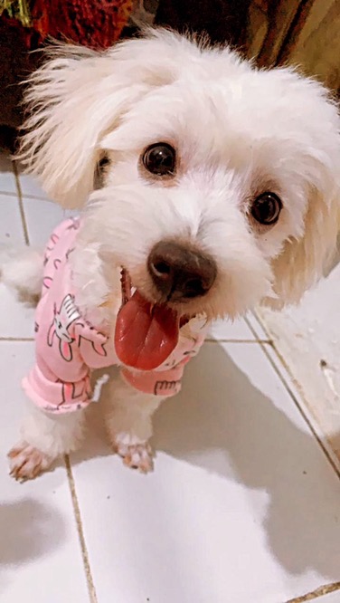 14 Pcs/set Nozzle Silicone Reusable Pastry Bag Scraper Kitchen Gadgets Cookies Bakeware Accessories/icing Piping Tip Cream Diy Cake Mold Decorating Tools