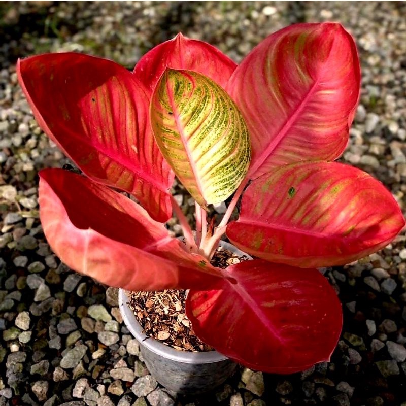 Aglonema Red Goliath Mutasi | Bunga Aglonema Red Goliath Mutasi Remaja Super Prefect