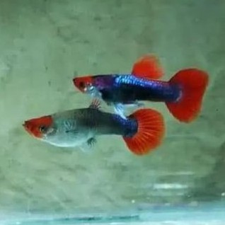 IKAN GUPPY TEXEDO KOI (1 PASANG)