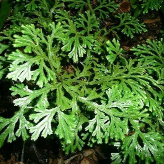 bibit tanaman herbal cakar ayam