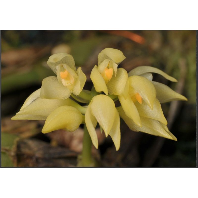 Anggrek Bulbophyllum Capitatum