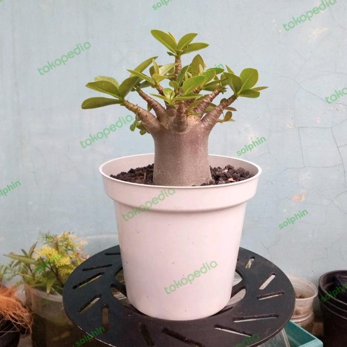 Perlengkapan Taman Rumah Adenium Arabicum Black Skin