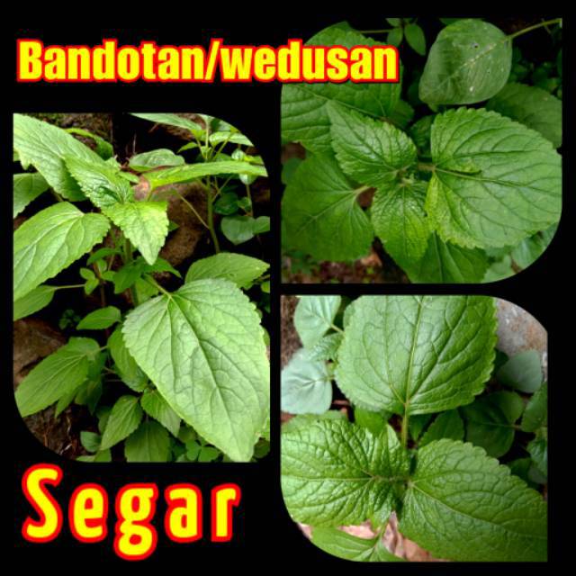 

BANDOTAN/WEDUSAN SEGAR 500 gram TERMURAH