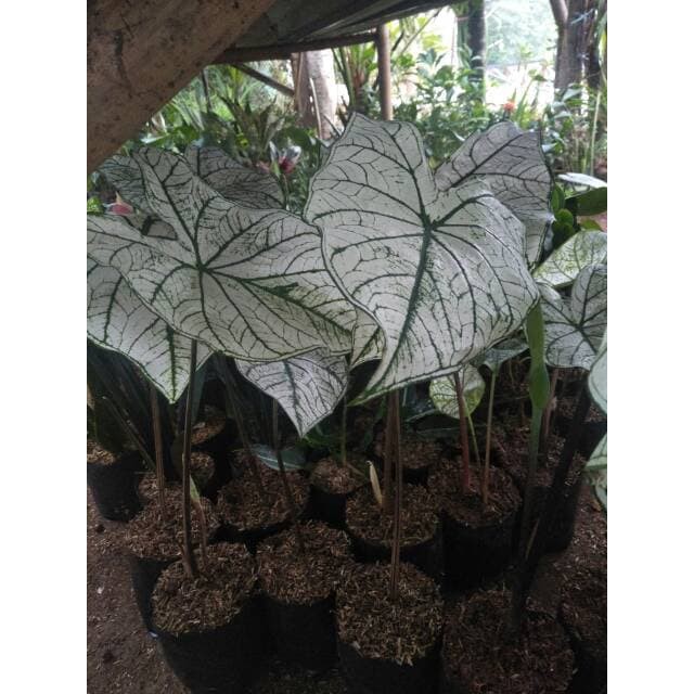 New Tanaman Hias Keladi Putih White Caladium Keladi Hias Shopee Indonesia