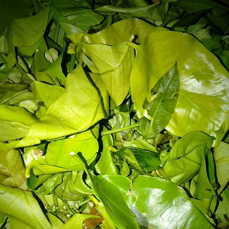 

Sayur Daun Belinjo Melinjo petik segar 200gram