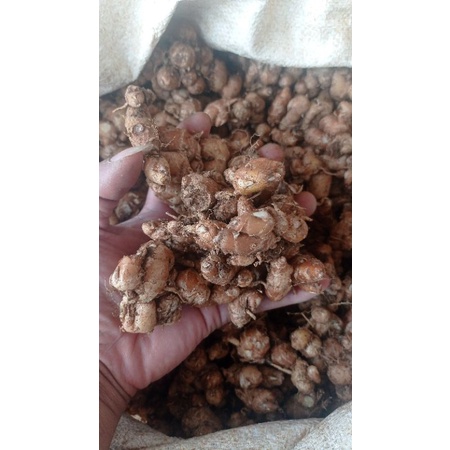 

KTr190 kemasan ( 5kg ) kencur segar/cikur asli ciamis aroma nyh wangi rasa pedas cocok buat bumbu