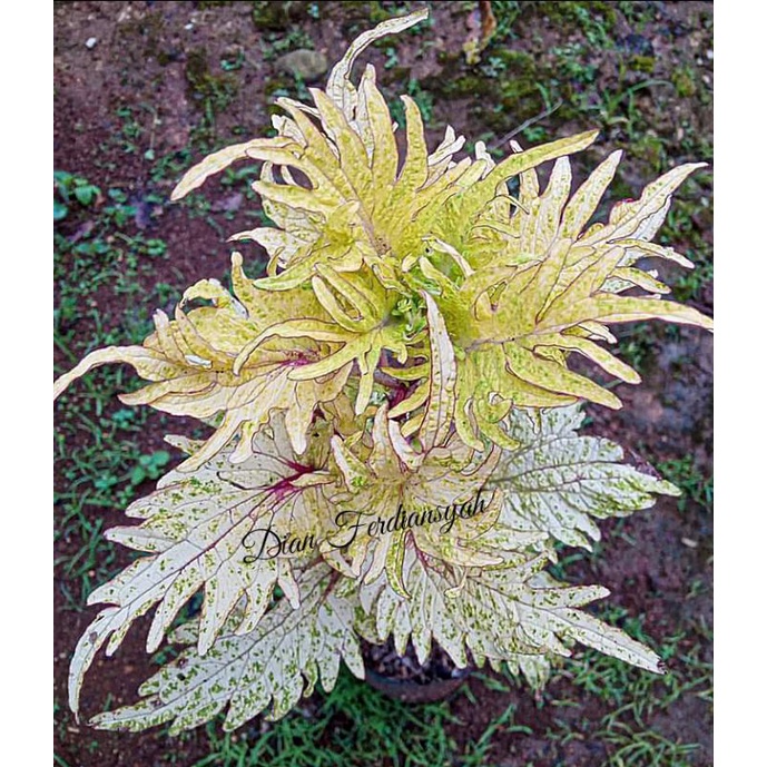 Miana id ekor naga putih