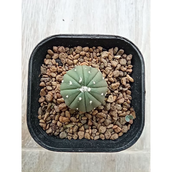 Astrophytum / kaktus astro / suvenir kaktus / astro mini / asterias