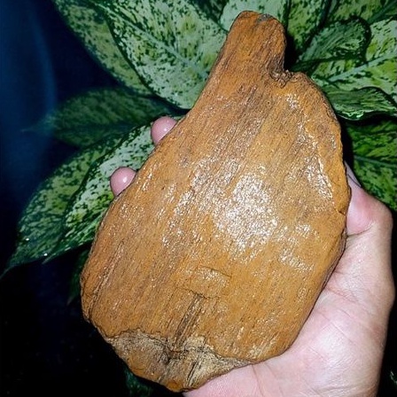 batu akik bahan fosil kayu galih kelor(092)