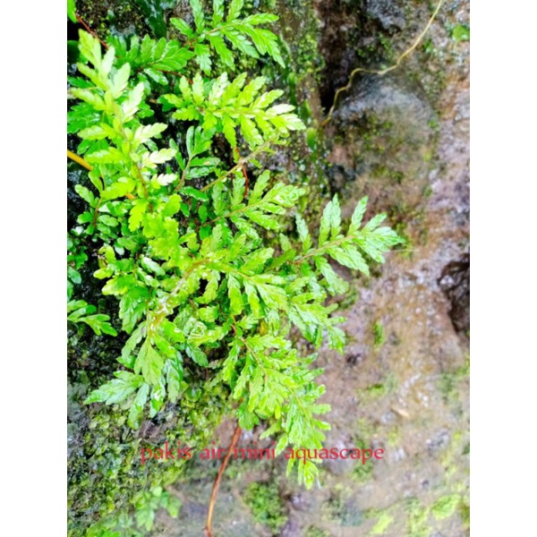 tanaman pakis Aquascape