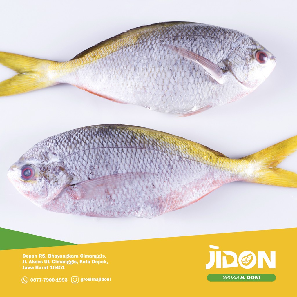 

JUAL IKAN LAUT/IKAN SEGAR/IKAN EKOR KUNING 500gr - 1kg