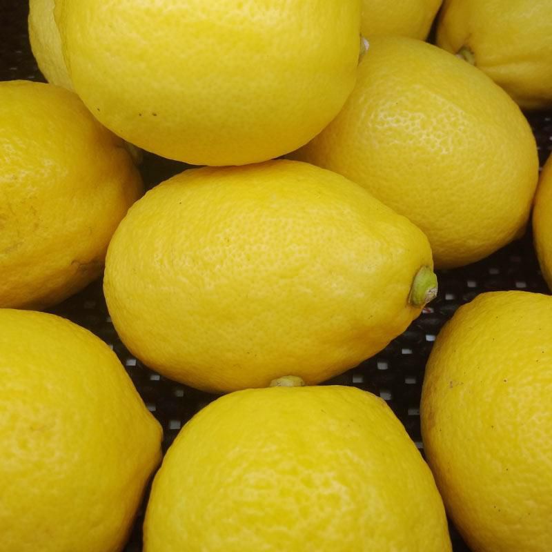 

Lemon fresh 500gr
