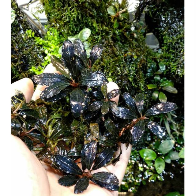 Bucephalandra Kedagang Blue Tanaman Aquascape Shopee Indonesia