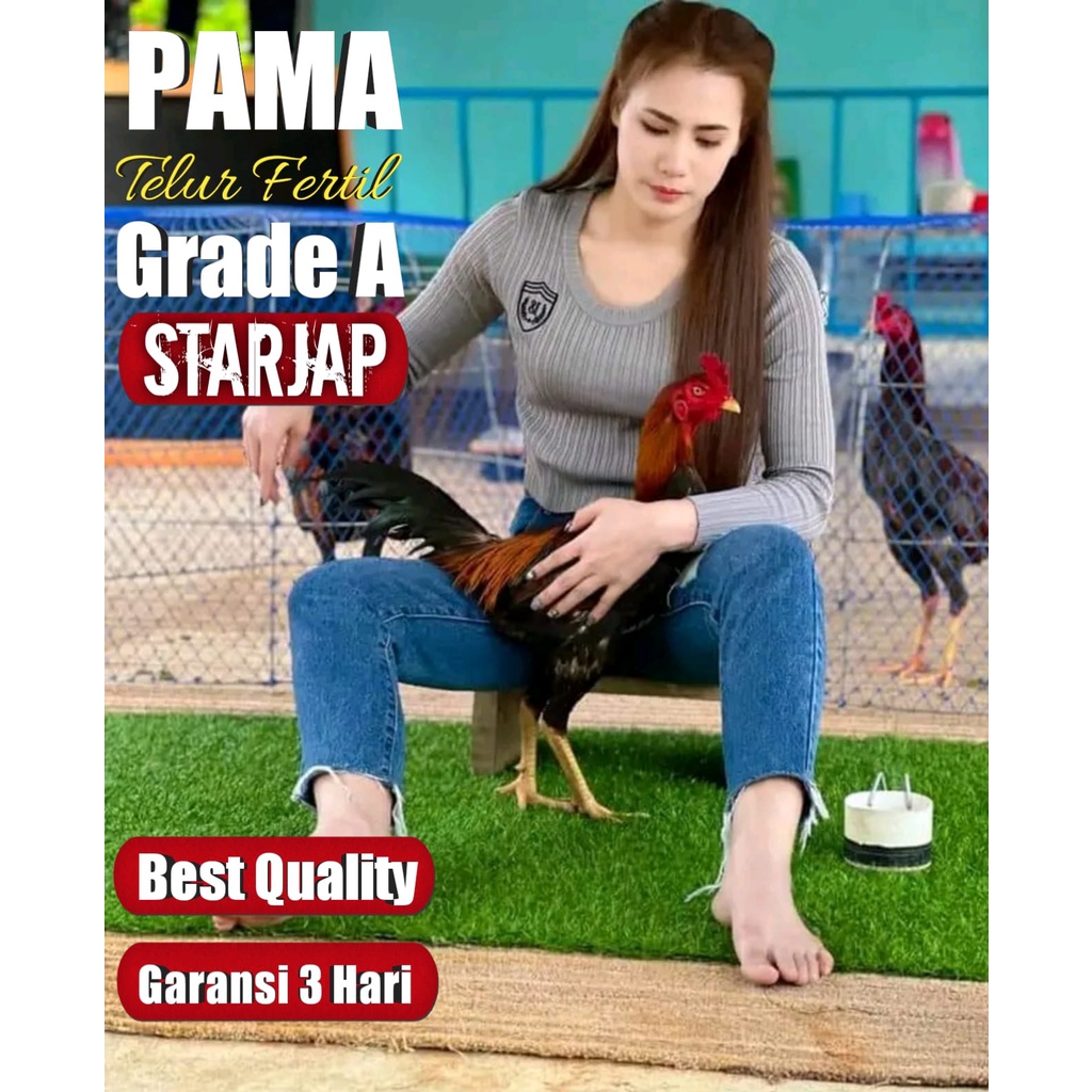 ayam bangkok asli pama line yokere garansi 3 hari jaminan menetas 100%