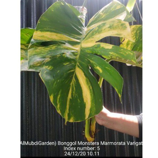 monstera marmorata varigata KW