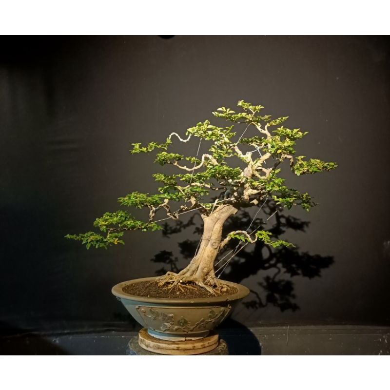 Bonsai Jeruk kingkit