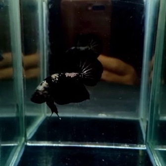 IKAN CUPANG PLAKAT BLACK SAMURAI COPPER LINE AVC
