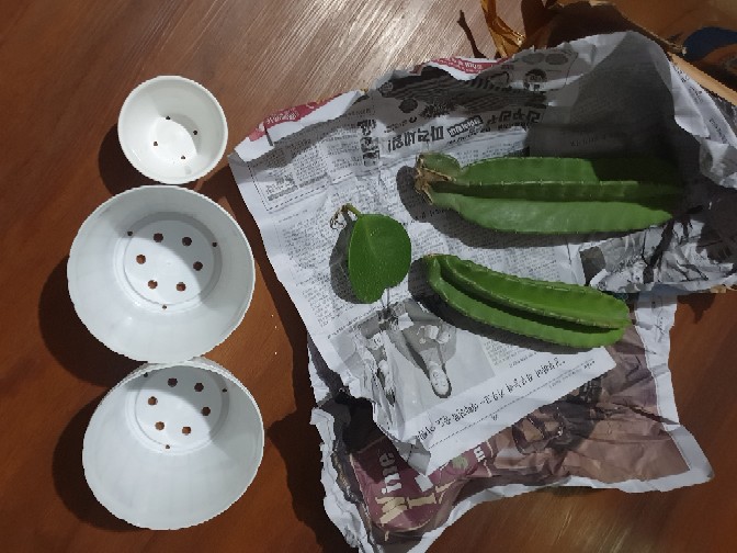 Pot Bunga Tawon Putih 10cm