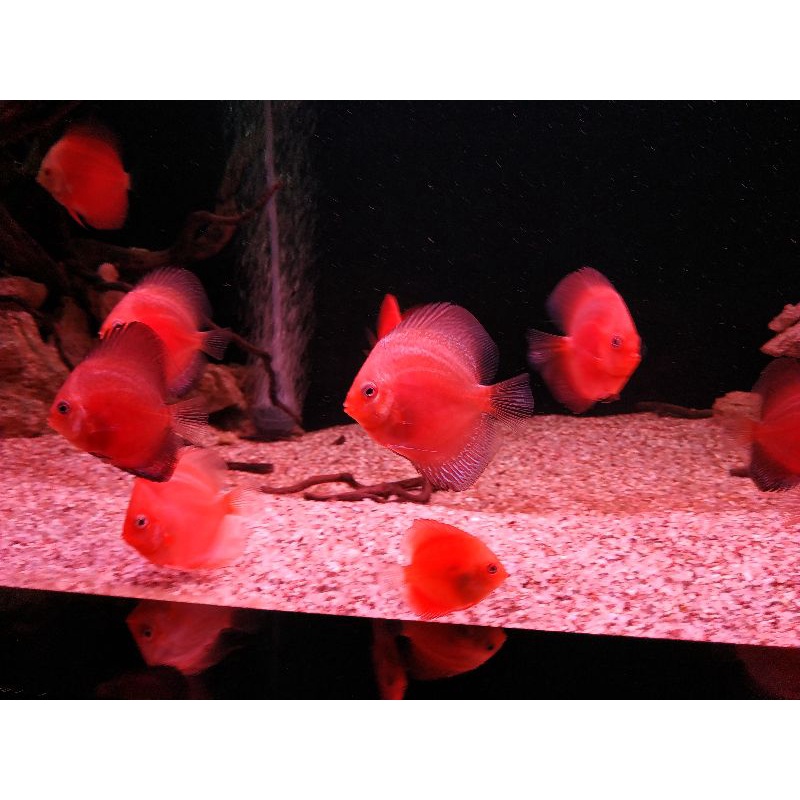 Discus Red Melon